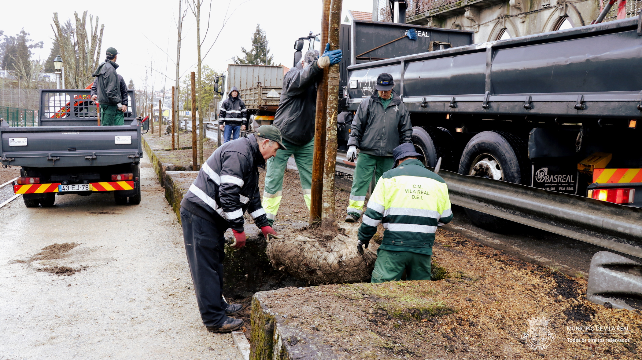 MUNICÍPIO DE VILA REAL REPLANTA 25 TÍLIAS NA ZONA DA ESTAÇÃO