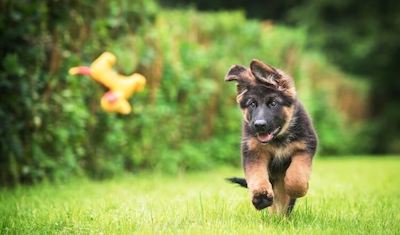 PRIMEIRO PARQUE CANINO DE VILA REAL FICARÁ SITUADO EM LORDELO